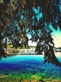 Reflection of trees in water