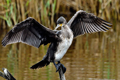 Close-up of bird flying against trees