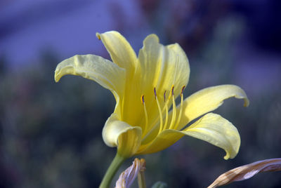 Close-up of yellow flower