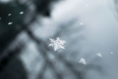 Close-up of frozen plant