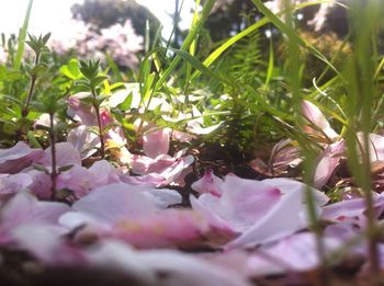 Close-up of pink flower