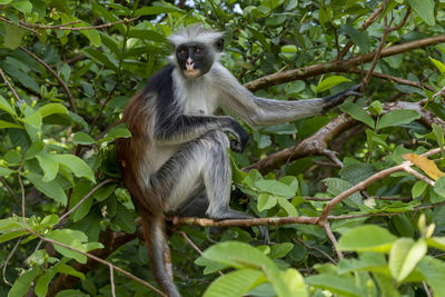 Monkey sitting on tree in forest