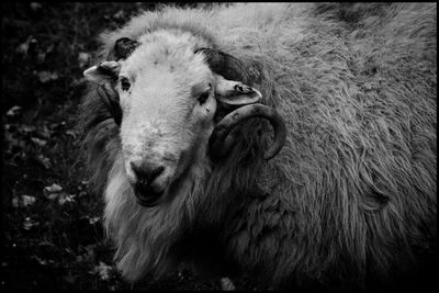 Close-up portrait of a sheep