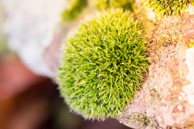 Close-up of cactus plant