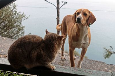 View of two dogs in water