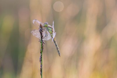 Close-up of dragonfly