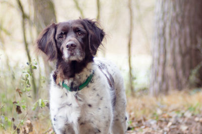 Close-up of dog