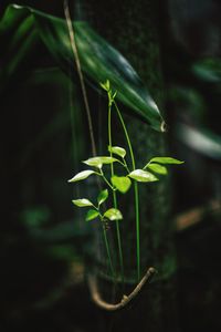 Close-up of small plant