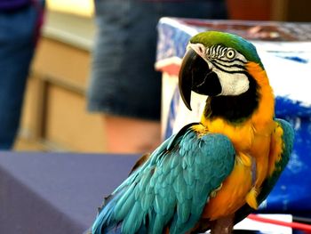 Close-up of gold and blue macaw