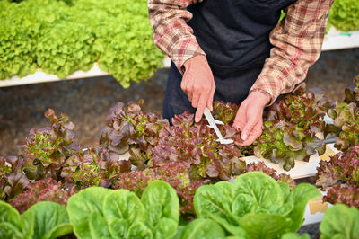 Midsection of man planting plants