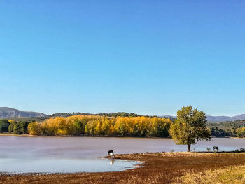 Scenic view of lake against clear blue sky