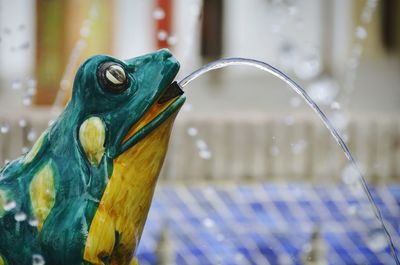 Close-up of animal head against blue sky