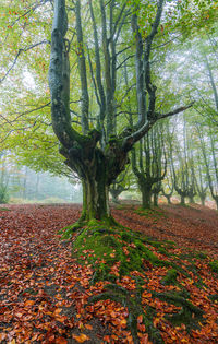 Trees growing in forest during autumn