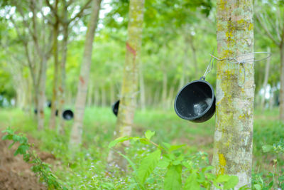 Close-up of bamboo hanging on tree trunk in forest