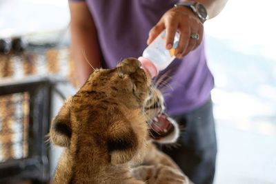 Midsection of man feeding lions