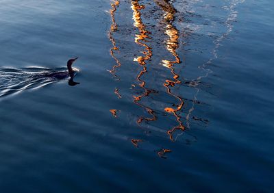 High angle view of birds swimming in lake