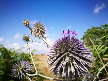 Close-up of thistle against sky