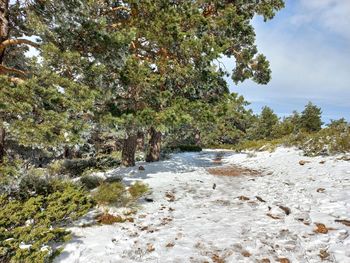 Scenic view of river amidst trees against sky