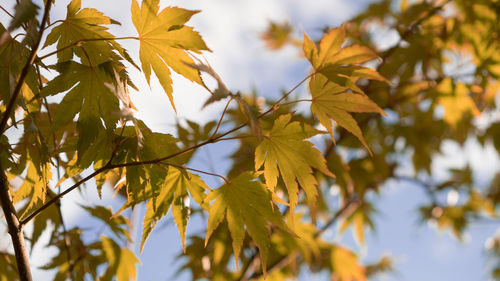 Low angle view of autumnal leaves against sky