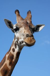 Close-up of giraffe against clear blue sky