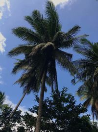 Low angle view of palm trees against sky