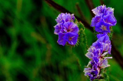 Close-up of purple flowers blooming