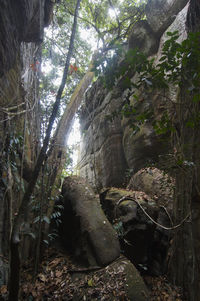 Low angle view of trees in forest