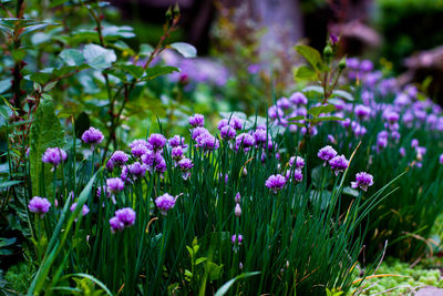 Close-up of purple flowering plants on field