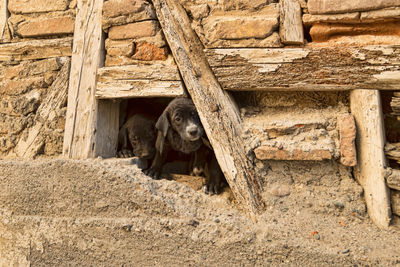 Close-up of puppies