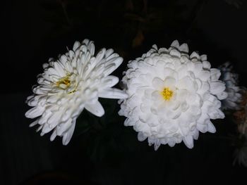 Close-up of white flowering plant against black background