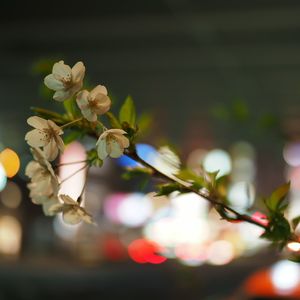 Close-up of flowers growing on tree