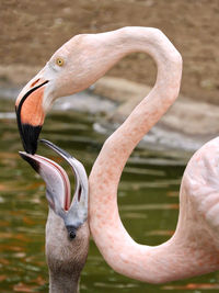 Close-up of bird in water