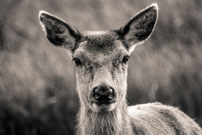 Close-up portrait of deer