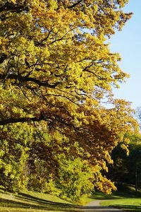 Low angle view of trees