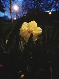 Close-up of flowers blooming at night