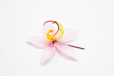 Close-up of pink flower over white background