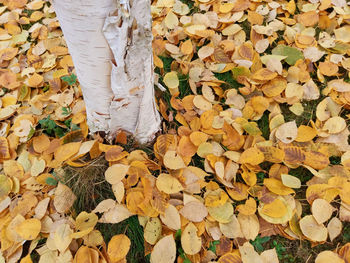 Low section of person standing on dry leaves