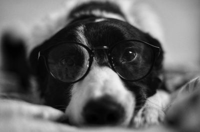 Close-up portrait of dog wearing eyeglasses at home