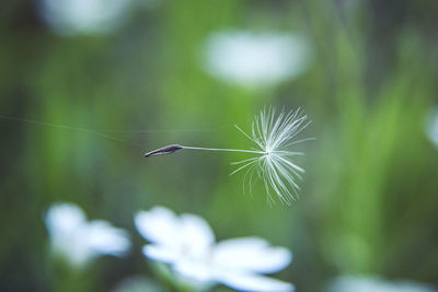 Close-up of dandelion flower against blurred background