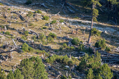 High angle view of plants on land