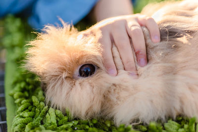 Close-up of hand holding rabbit