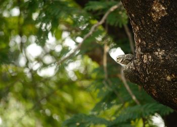 Close-up of lizard on tree trunk