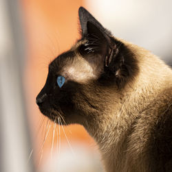Close-up of a cat looking with blue eyes