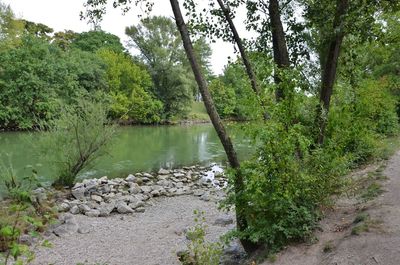 Scenic view of lake in forest