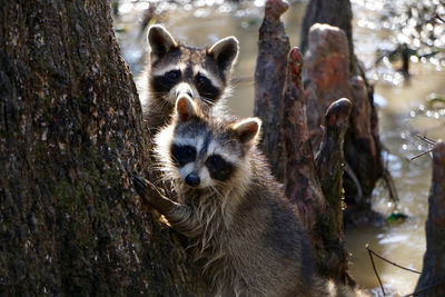 Racoons in swamp next to tree