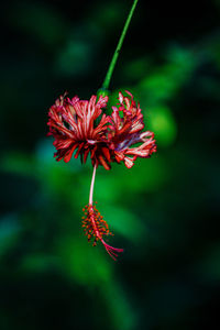 Close-up of red flowering plant