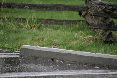 A killdeer standing in the grass next to a curb and a parking lot