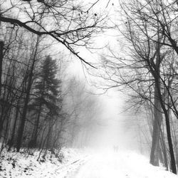 Snow covered trees in forest