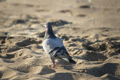 Close-up of seagull perching on sand