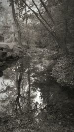 Reflection of trees in calm lake